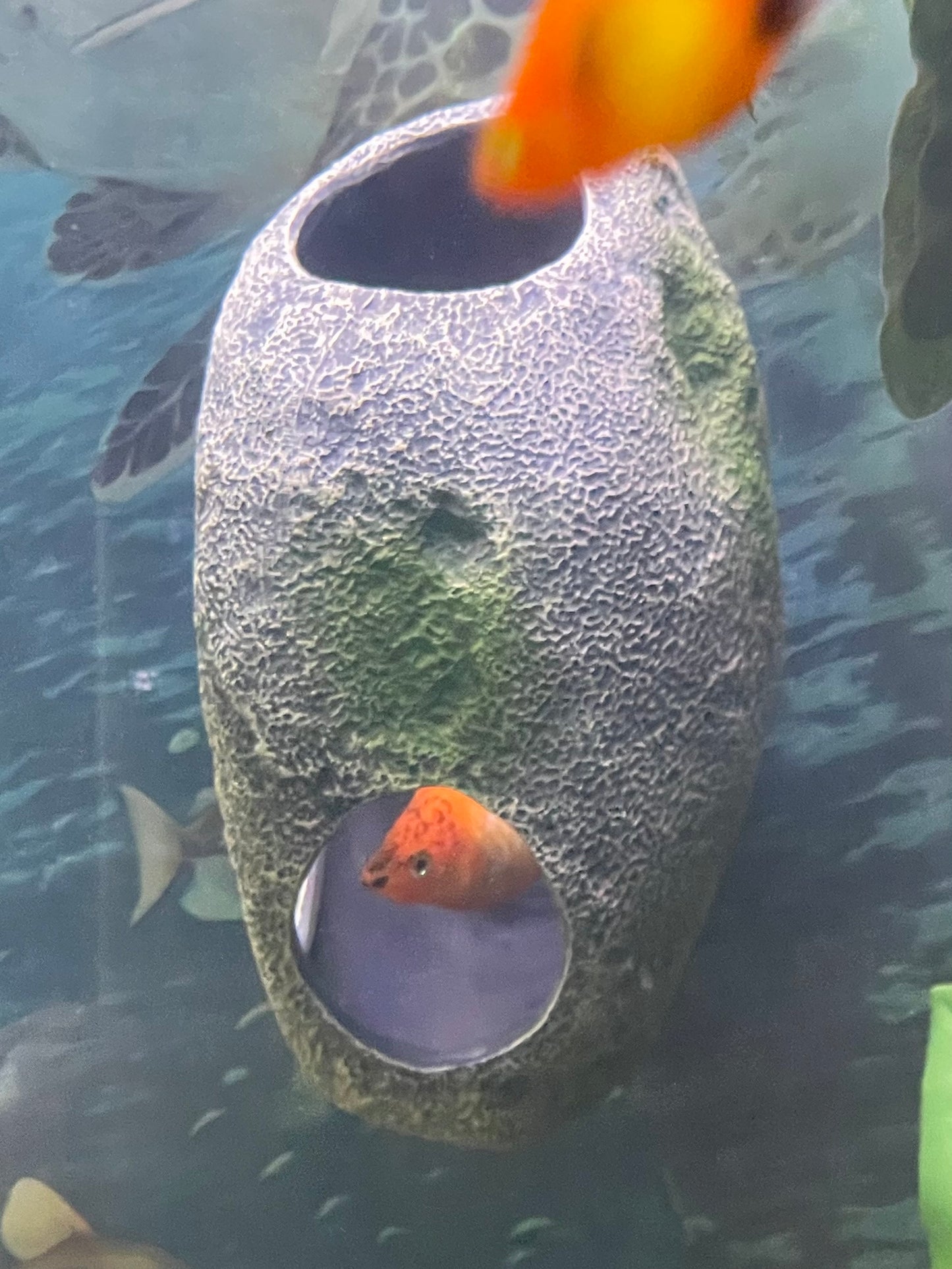 Rock Cave Magnetic Aquarium Ornament | OrnaMounts™