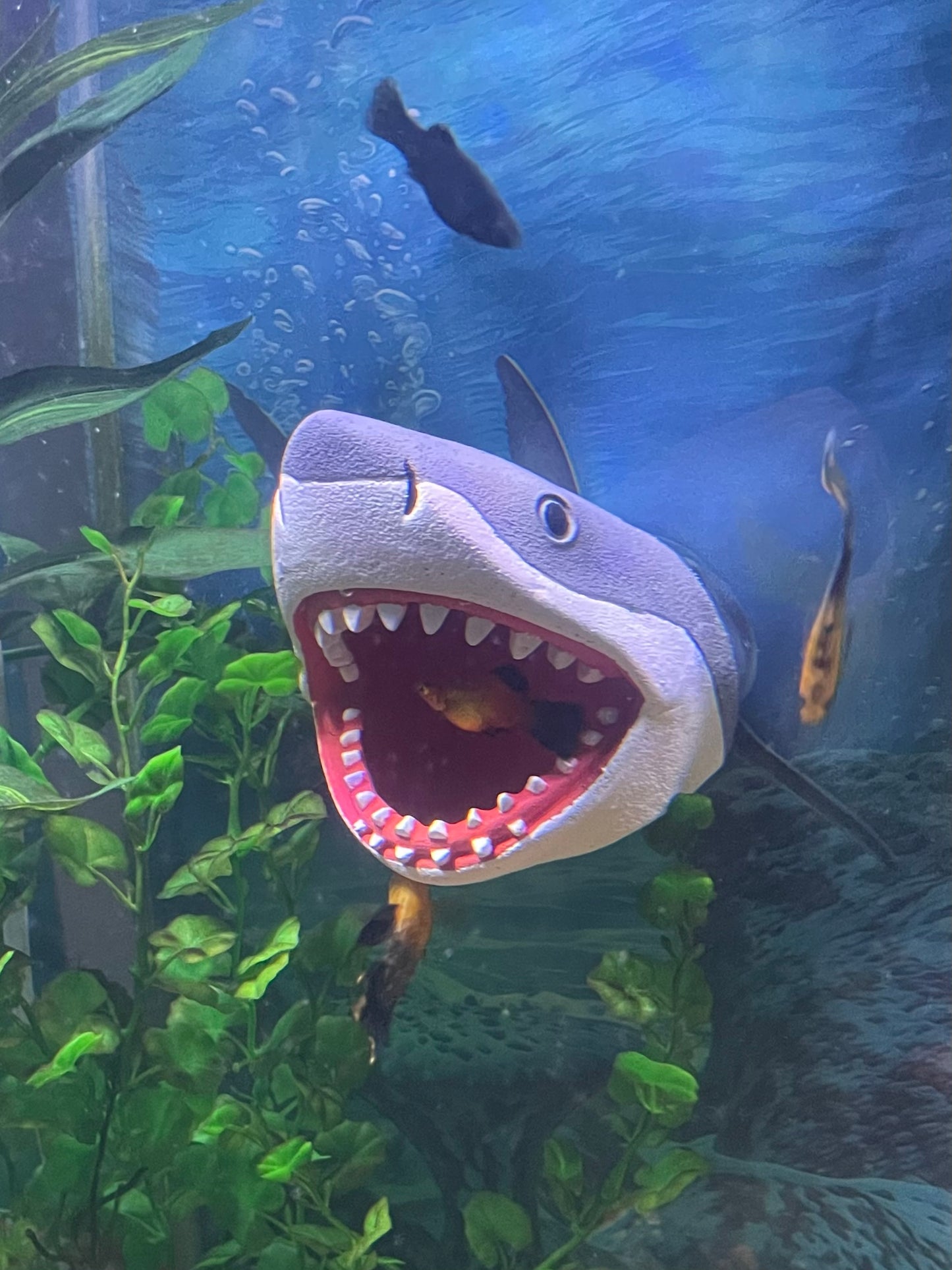 Great White Shark Magnetic Aquarium Ornament | OrnaMounts™