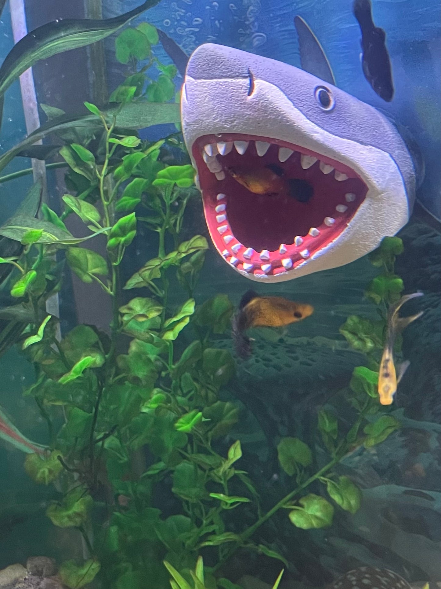 Great White Shark Magnetic Aquarium Ornament | OrnaMounts™