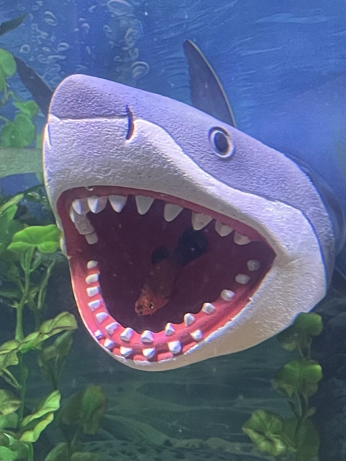 Great White Shark Magnetic Aquarium Ornament | OrnaMounts™