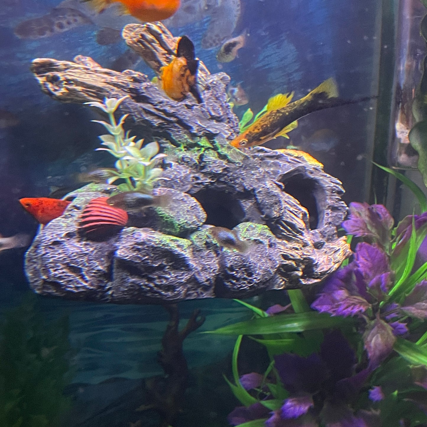 Driftwood Outcropping Magnetic Aquarium Ornament | OrnaMounts™
